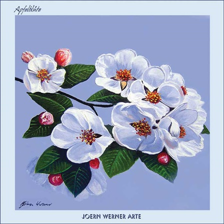 Apfelblüte im Frühling
